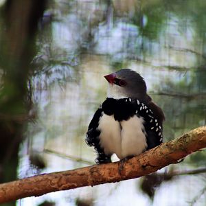 Diamond Firetail (Stagonopleura guttata)