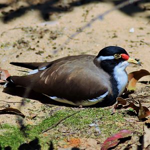 Banded Lapwing (Vanellus tricolor)