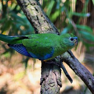 Turquoise Parrot (Neophema pulchella)