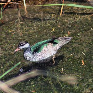 Green Pygmy Goose (Nettapus pulchellus)