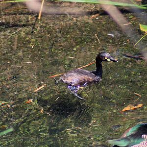 Australasian Grebe (Tachybaptus novaehollandiae)