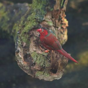 Crimson Finch (Neochmia phaeton)