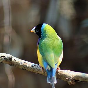 Gouldian Finch (Erythrura gouldiae)