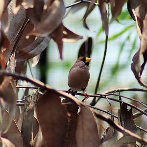 Masked Finch (Poephila personata)