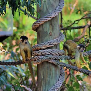 Black-capped Squirrel Monkeys (Saimiri boliviensis)