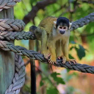 Black-capped Squirrel Monkey (Saimiri boliviensis)