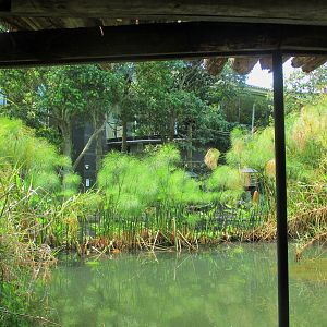 Squirrel Monkey Viewing Window