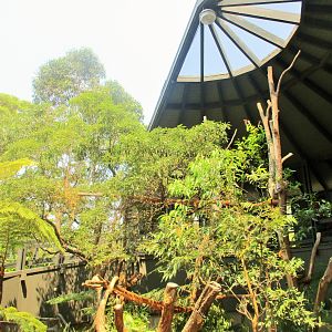 Koala Enclosure