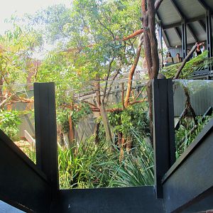 Koala Enclosure