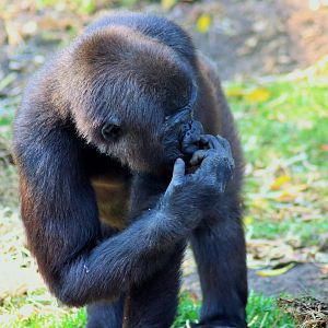 Western Lowland Gorilla (Gorilla gorilla gorilla)