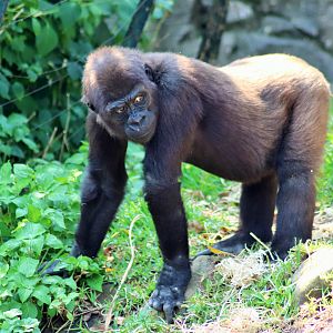Western Lowland Gorilla (Gorilla gorilla gorilla)