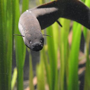 West African mudfish?