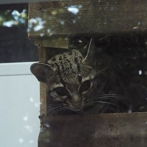 Male Margay inside "nestbox"