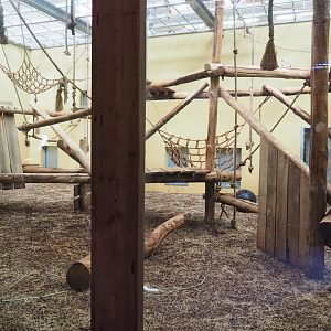 Indoor housing Western lowland gorilla bachelor group and Mantled colobus, 2019-09-15