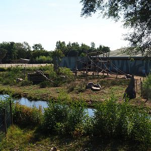 Hamadryas baboon island, 2019-09-15