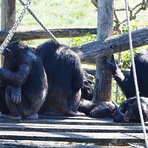Western chimpanzees (Pan troglodytes verus), 2019-09-15
