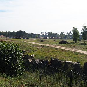 Rothschild's giraffe, black sable antelope and Grévy's zebra plains, 2019-09-15