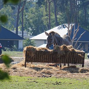 Grévy's zebra (Equus grevyi), 2019-09-15