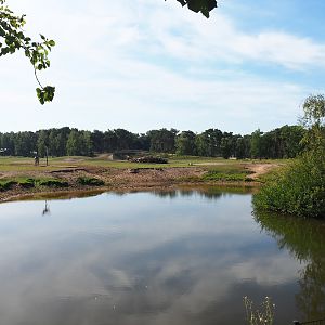 Rothschild's giraffe, black sable antelope and Grévy's zebra plains, 2019-09-15