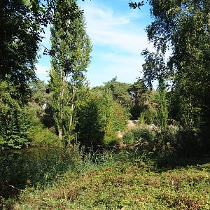 Great white pelican exhibit, 2019-09-15