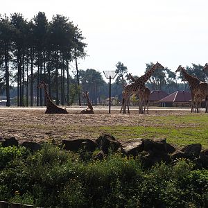 Rothschild's giraffe herd (Giraffa camelopardalis pardalis), 2019-09-15