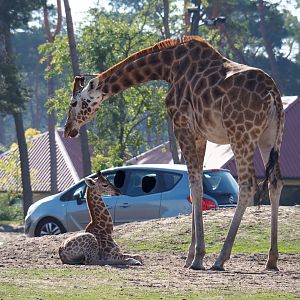 Rothschild's giraffes (Giraffa camelopardalis camelopardalis), 2019-09-15