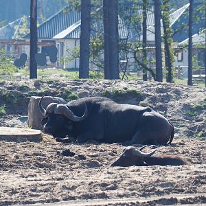 Cape buffalo (Syncerus caffer caffer), 2019-09-15