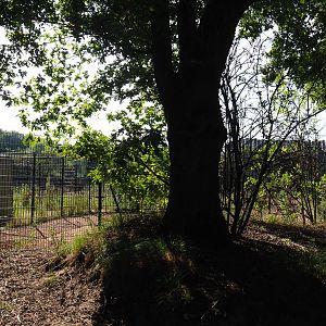 Rothschild's giraffe separation paddock, 2019-09-15