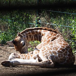 Rothschild's giraffe foal (Giraffa camelopardalis camelopardalis), 2019-09-15