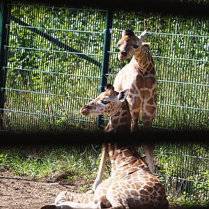 Rothschild's giraffe foals (Giraffa camelopardalis camelopardalis), 2019-09-15