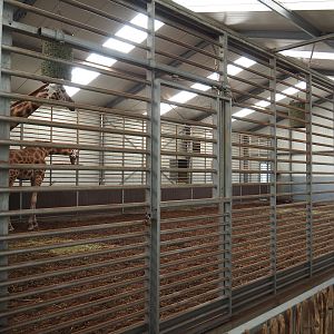 Indoor housing Rothschild's giraffes, 2019-09-15