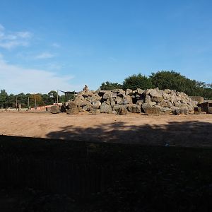 Hamadryas baboon rock in the African bush elephant and Hamadryas baboon exhibit, 2019-09-15