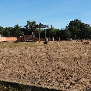 African bush elephant and Hamadryas baboon exhibit, 2019-09-15