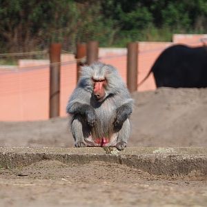 Male Hamadryas baboon (Papio hamadryas), 2019-09-15