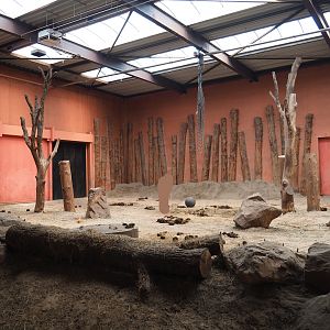 Main African bush elephant indoor paddock, 2019-09-15