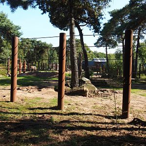 African bush elephant bull and separation paddock, 2019-09-15