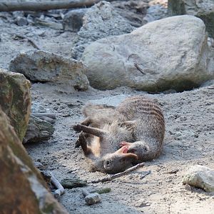 Banded mongooses fighting (Mungos mungo)