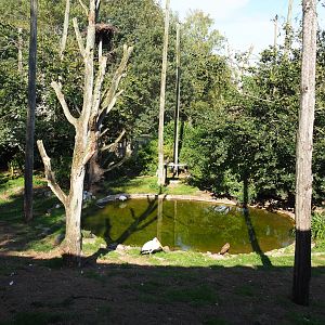 African wetland walk-into aviary, 2019-09-15