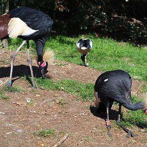 Western black crowned cranes (Balearica pavonina pavonina), 2019-09-15