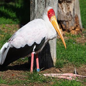 Yellow-billed stork (Mycteria ibis), 2019-09-15