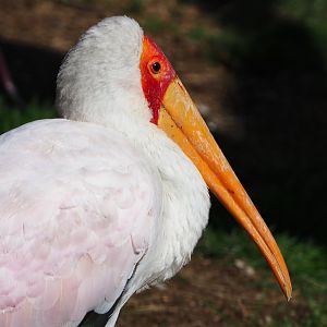 Yellow-billed stork (Mycteria ibis), 2019-09-15