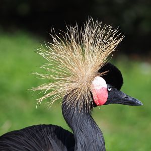 Western black-crowned crane (Balearica pavonina pavonina), 2019-09-15