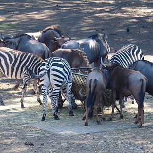 Brindled gnus (Connochaetes taurinus taurinus) and Grant's zebras (Equus quagga boehmi) at hay feeder, 2019-09-15