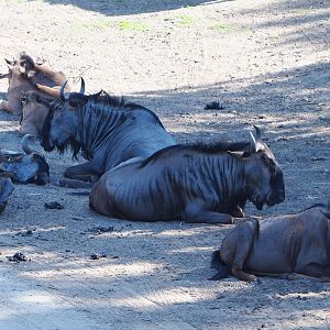 Brindled gnu herd (Connochaetes taurinus taurinus), 2019-09-15