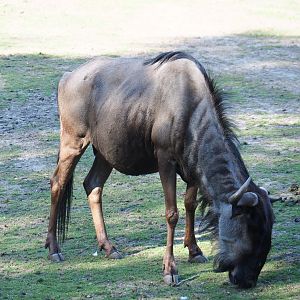 Brindled gnu (Connochaetes taurinus taurinus), 2019-09-15