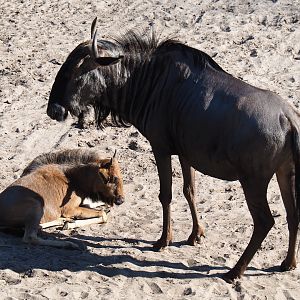Brindled gnu with calf (Connochaetes taurinus taurinus), 2019-09-15
