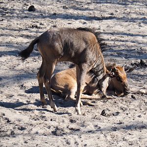 Brindled gnu calves (Connochaetes taurinus taurinus), 2019-09-15
