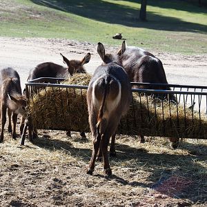 Ellipsen waterbuck herd at hay feeder (Kobus ellipsiprymnus ellipsiprymnus), 2019-09-15