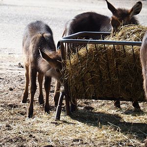 Juvenile Ellipsen waterbucks (Kobus ellipsiprymnus ellipsiprymnus), 2019-09-15