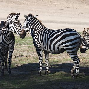 Grant's zebras (Equus quagga boehmi), 2019-09-15